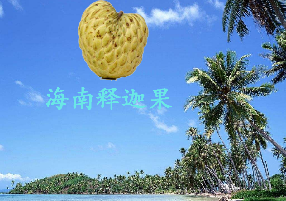 释迦果哪里产的好吃,释迦果的产地在哪