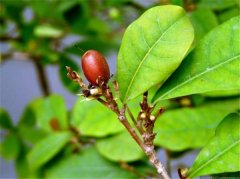 神秘果叶子需要晒干吗 神秘果叶泡茶