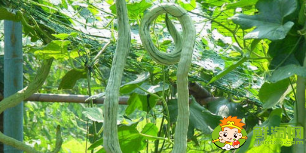 蛇形豆角是什么样子的,蛇形豆角的种法