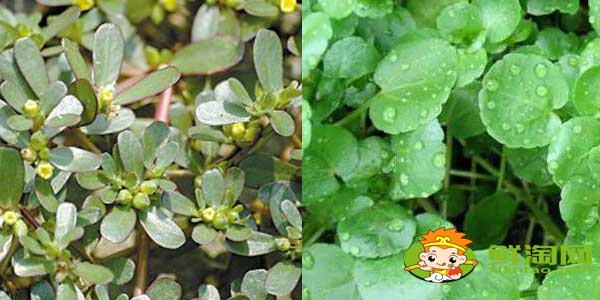 马齿苋是不是东洋草,东洋草与马齿苋有区别吗