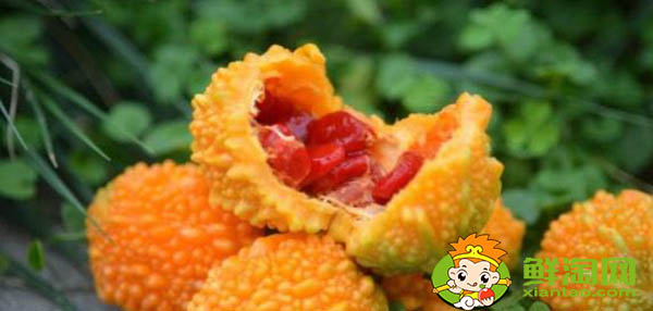 金铃子一天可以吃几个,金铃子哪个品种好吃