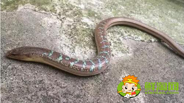 山黄鳝在山上生活么,山黄鳝和黄鳝的区别