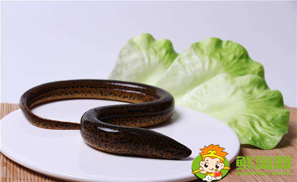 望月鳝和黄鳝的区别,万一吃到望月鳝怎么办