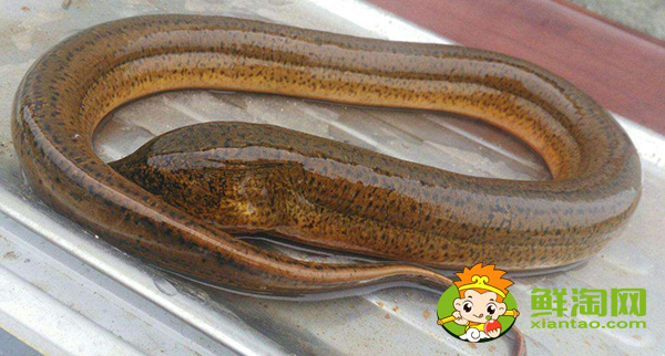 缅甸黄鳝是什么品种,缅甸黄鳝为什么那么大