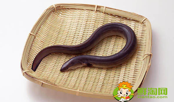 黄鳝可以长多大,中国出现最大的黄鳝