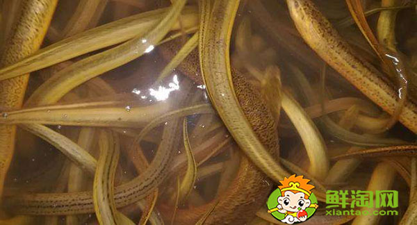 哪些地方野生黄鳝最多,山黄鳝的功效与作用