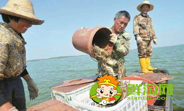 梁子湖大闸蟹几月份吃,梁子湖大闸蟹在哪里买
