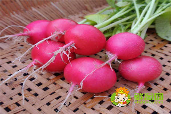 小萝卜可以生吃吗,白萝卜生吃什么味道